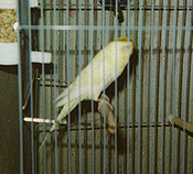 my daughter's budgie
