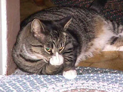 kitty with the finger